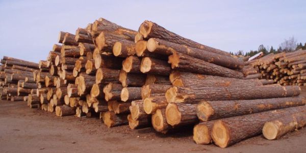 建筑木方方木价格